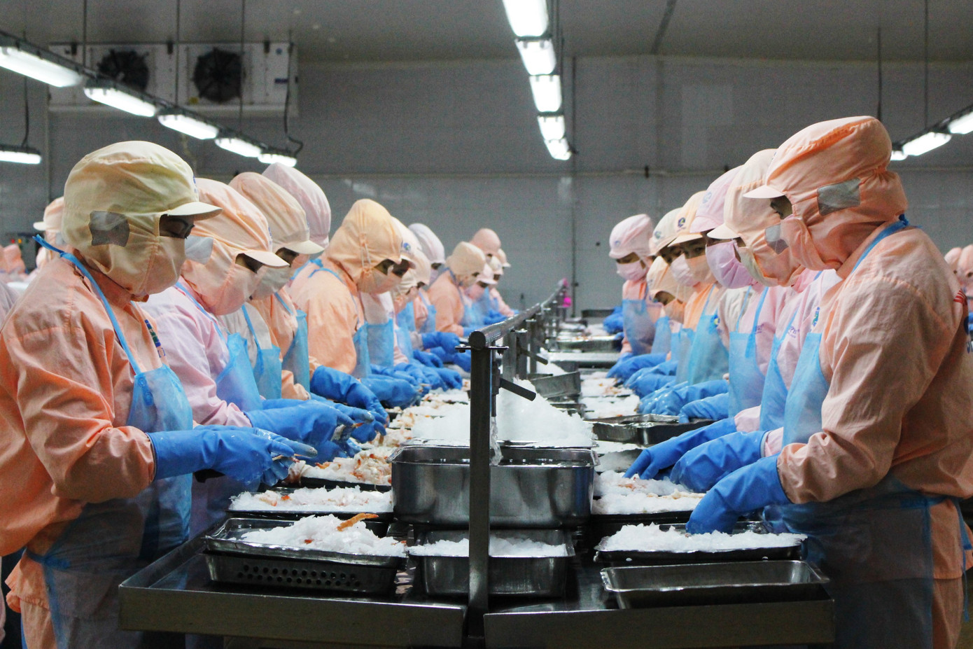 Chế biến tôm tại Công ty CP Thủy sản Minh Phú Hậu Giang (Ảnh: T.Thúy).