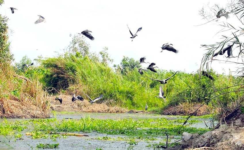 Những loài chim quý có mặt ở vườn chim Mùa Xuân. Những loài chim quý có mặt ở vườn chim Mùa Xuân.