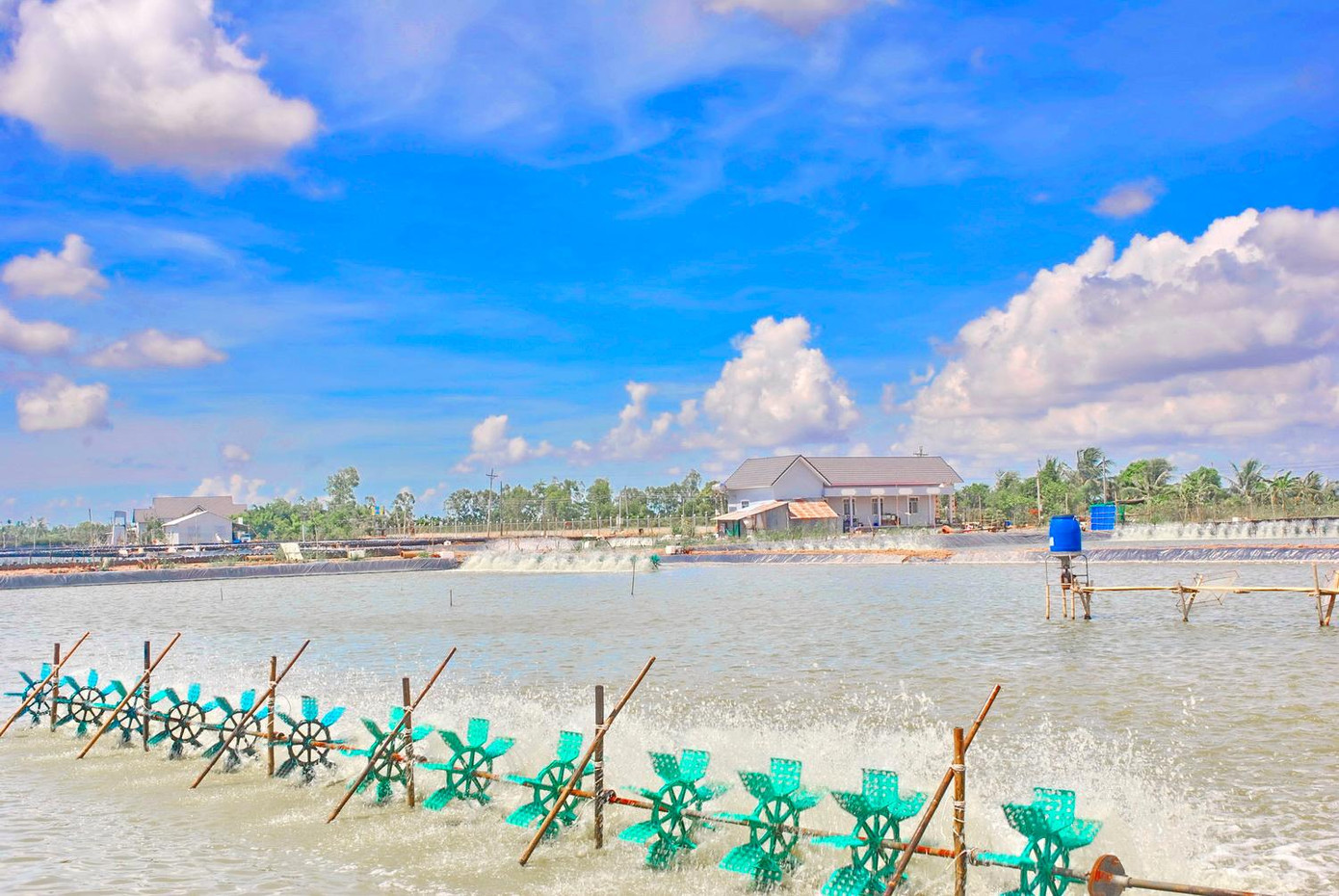 Nuôi tôm thâm canh ở Sóc Trăng. Ảnh: XT