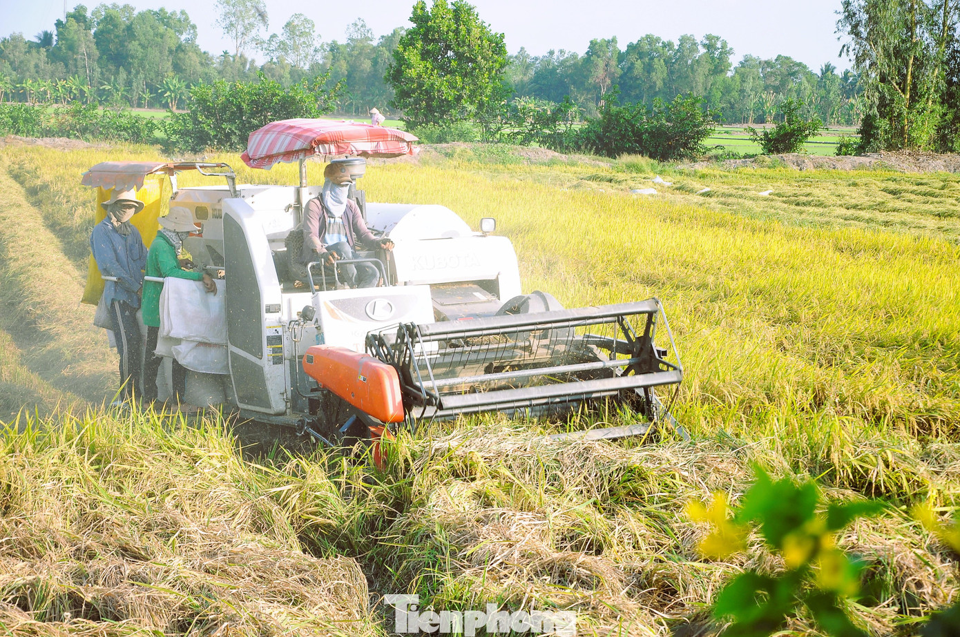Thu hoạch lúa ở ĐBSCL. Ảnh: Cảnh Kỳ