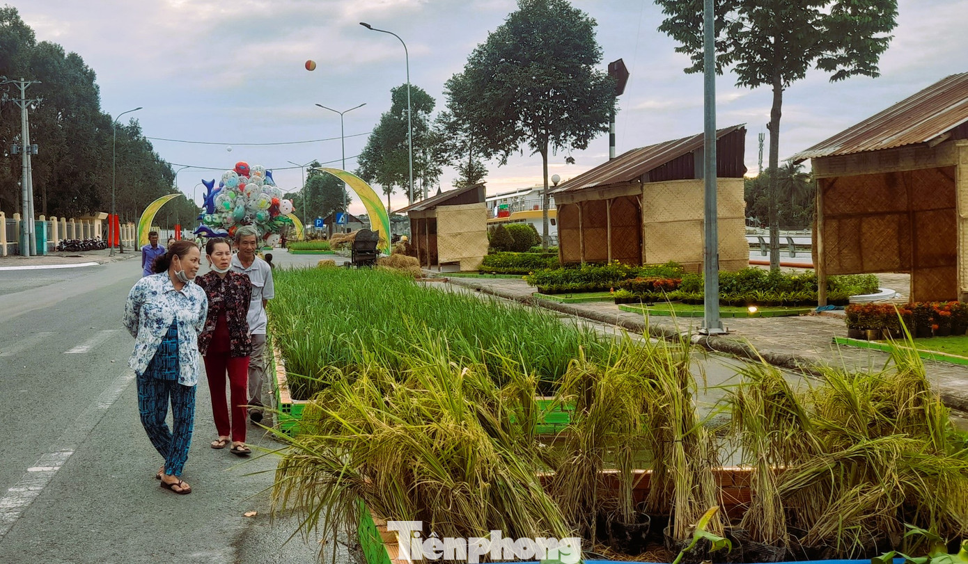 Còn giai đoạn 3 là thời kỳ công nghiệp hóa, cơ giới hóa nông nghiệp: Sử dụng các loại máy móc như máy cày, máy gặt đập liên hợp, công nghệ sạ ngầm, sạ hàng, sạ máy, cấy máy, phương tiện có sà lan, tàu nhỏ… Còn giai đoạn 3 là thời kỳ công nghiệp hóa, cơ giới hóa nông nghiệp: Sử dụng các loại máy móc như máy cày, máy gặt đập liên hợp, công nghệ sạ ngầm, sạ hàng, sạ máy, cấy máy, phương tiện có sà lan, tàu nhỏ…