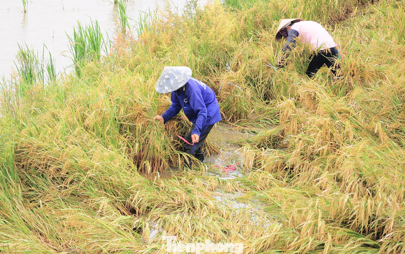 Người dân buộc lúa để dựng lên tránh bị ngâm nước, chờ máy cắt.