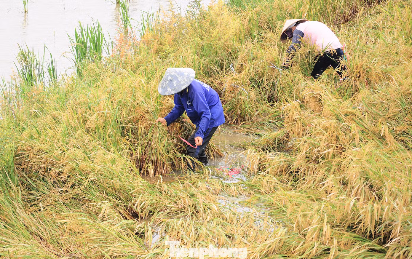 Người dân buộc lúa để dựng lên tránh bị ngâm nước, chờ máy cắt.