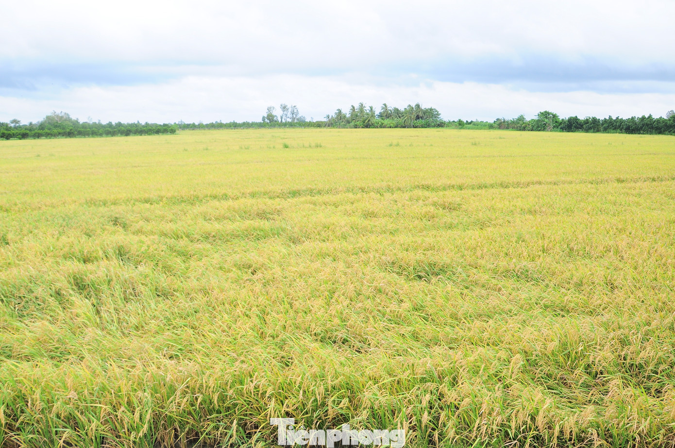 Vụ Thu Đông 2024, TP. Cần Thơ xuống giống hơn 68.500ha, vượt 8% so với kế hoạch.