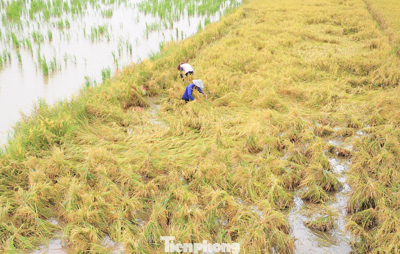 Người dân buộc lúa để dựng lên tránh bị ngâm nước, chờ máy cắt.