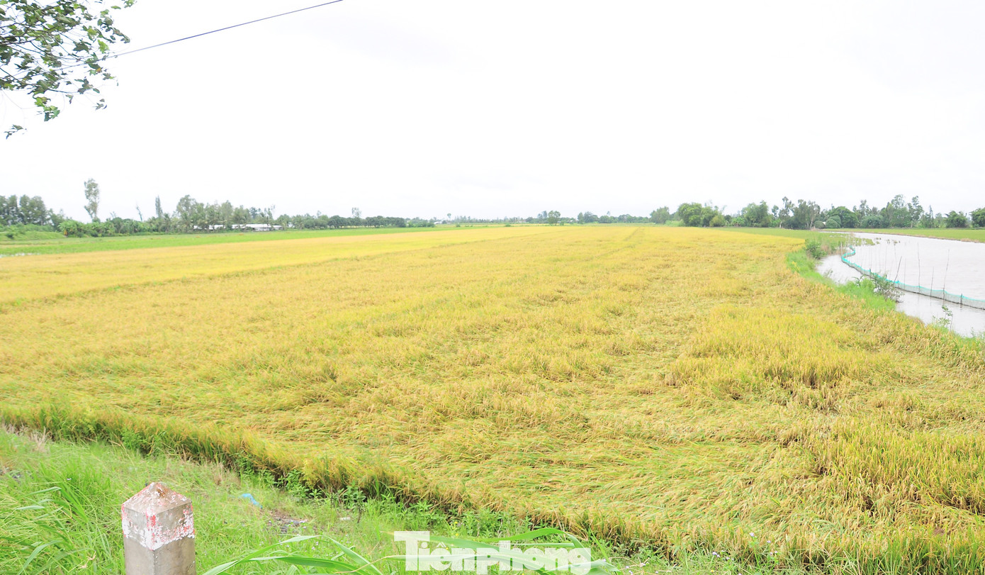 Ruộng lúa chín rạp ở xã Đông Bình, huyện Thới Lai, TP. Cần Thơ, ảnh chụp sáng 19/9.