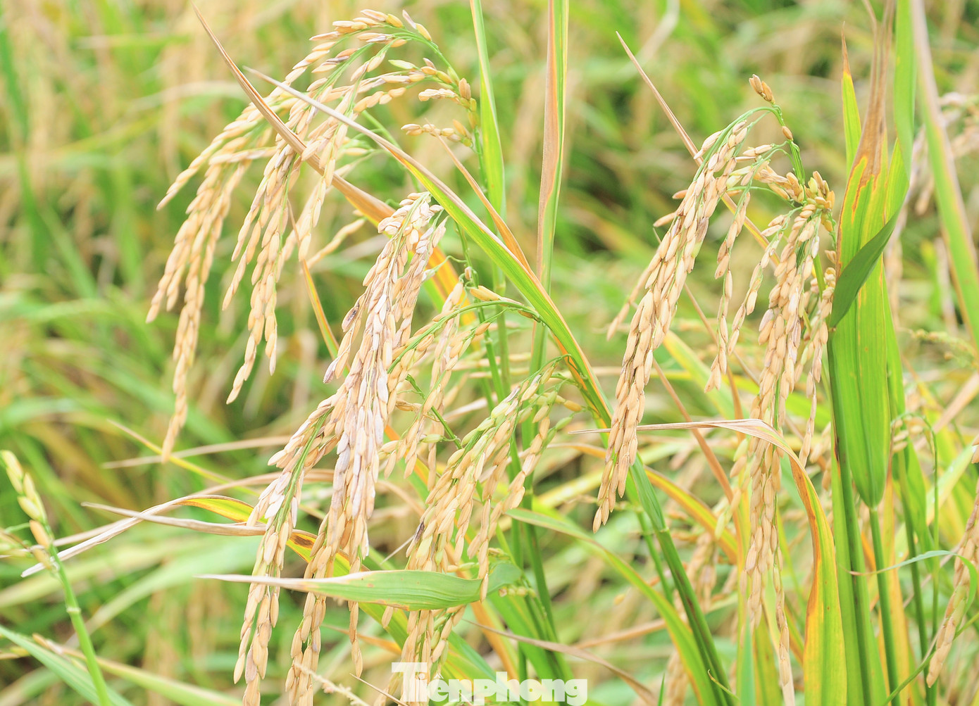 Lúa đến ngày thu hoạch nhưng phải đợi máy cắt.