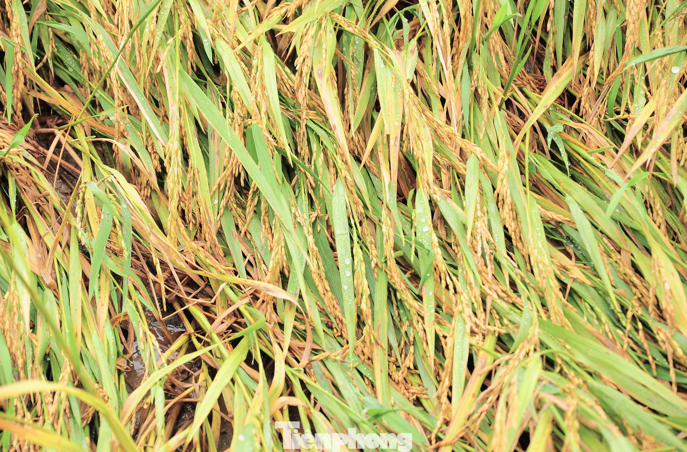 Lúa đổ rạp ra đồng sau nhiều ngày mưa dông do ảnh hưởng bão, nhưng chưa thể thu hoạch do chờ máy.