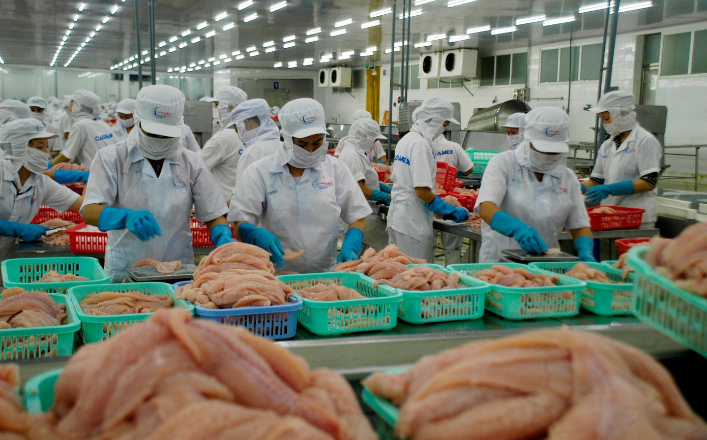 Chế biến cá tra xuất khẩu. Ảnh: Cảnh Kỳ Chế biến cá tra xuất khẩu. Ảnh: Cảnh Kỳ