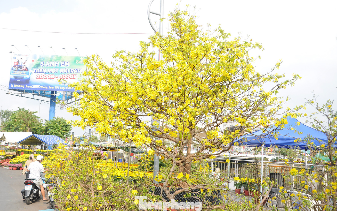 Những cây mai vàng đua nở chờ khách bên bờ kênh dẫn vào hồ Xáng Thổi.