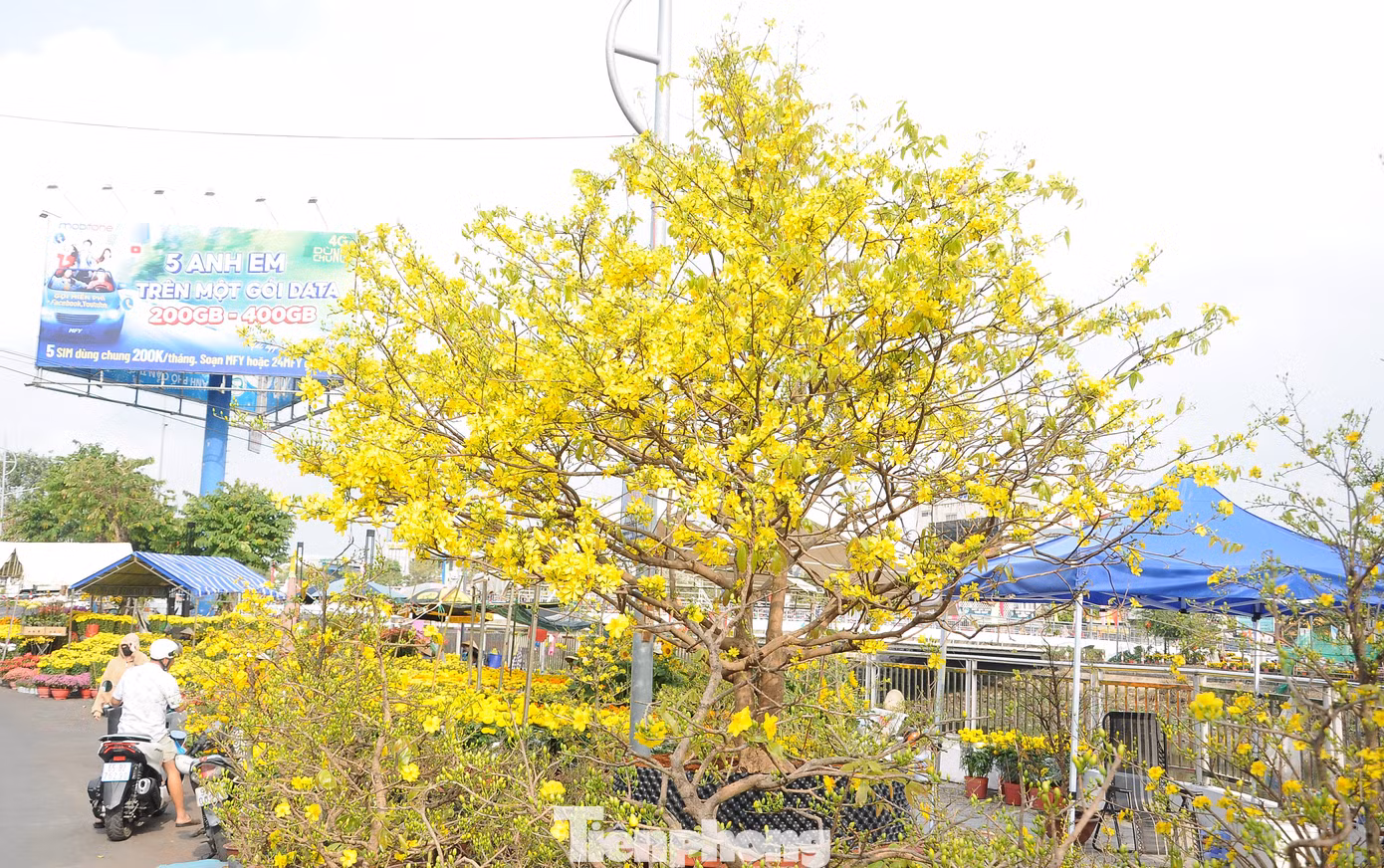 Những cây mai vàng đua nở chờ khách bên bờ kênh dẫn vào hồ Xáng Thổi.