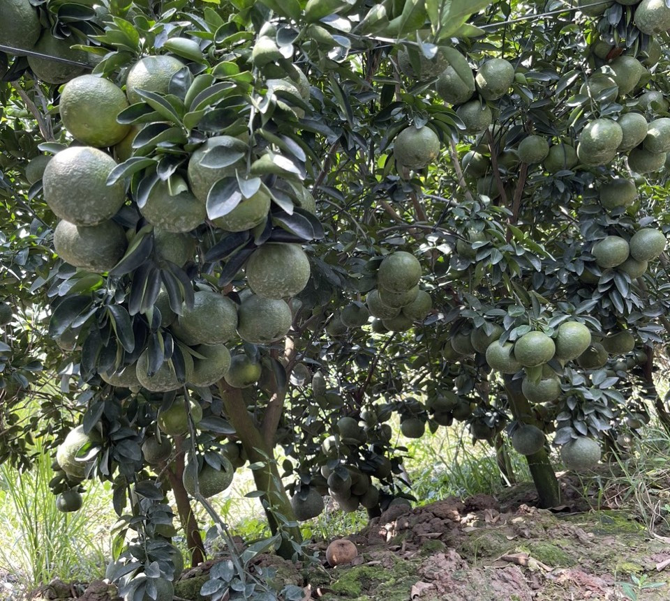 Diện tích cam sành ở Vĩnh Long những năm gần đây tăng mạnh.