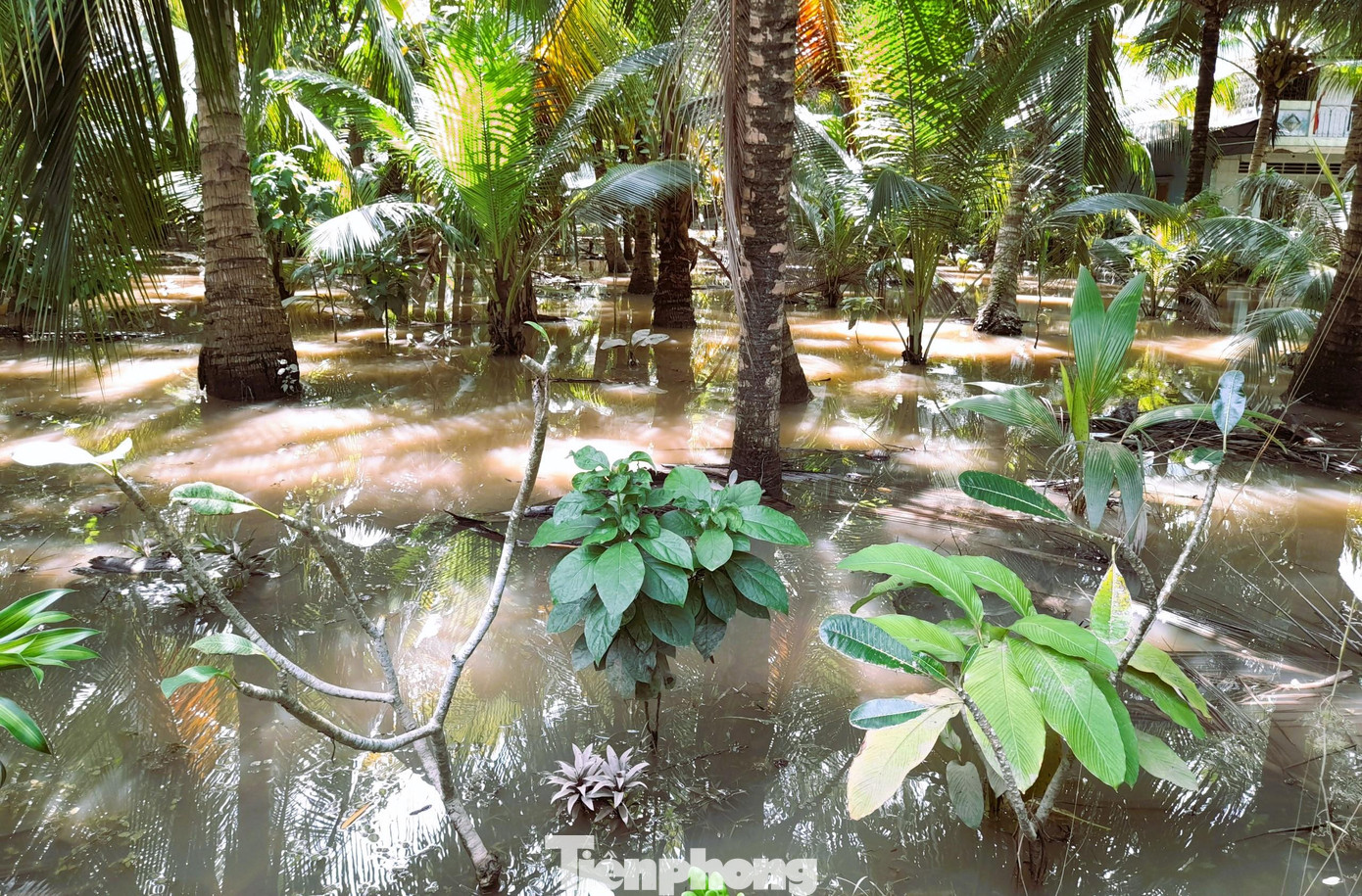 Tại các địa phương như Cần Thơ, Hậu Giang... dự báo còn hai đợt triều cường dâng cao.