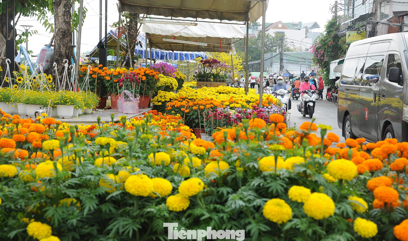 Nhiều loại hoa Tết rực rỡ sắc màu.