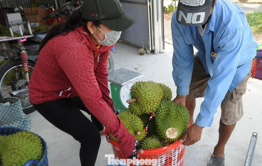 Vừa thu hoạch sớm 4 công sầu riêng, chị Nguyễn Thị Bảy (xã Nhơn Ái, huyện Phong Ðiền, TP Cần Thơ) cho biết, với sản lượng khoảng 2 tấn, bán với giá 29.000 đồng/kg, tính ra chỉ hòa vốn hoặc có lời cũng không đáng kể. "Nhà tôi còn một ít sầu riêng trái chưa đạt để cắt, hy vọng tới đây giá tăng trở lại để có lời" - chị Bảy cho hay.