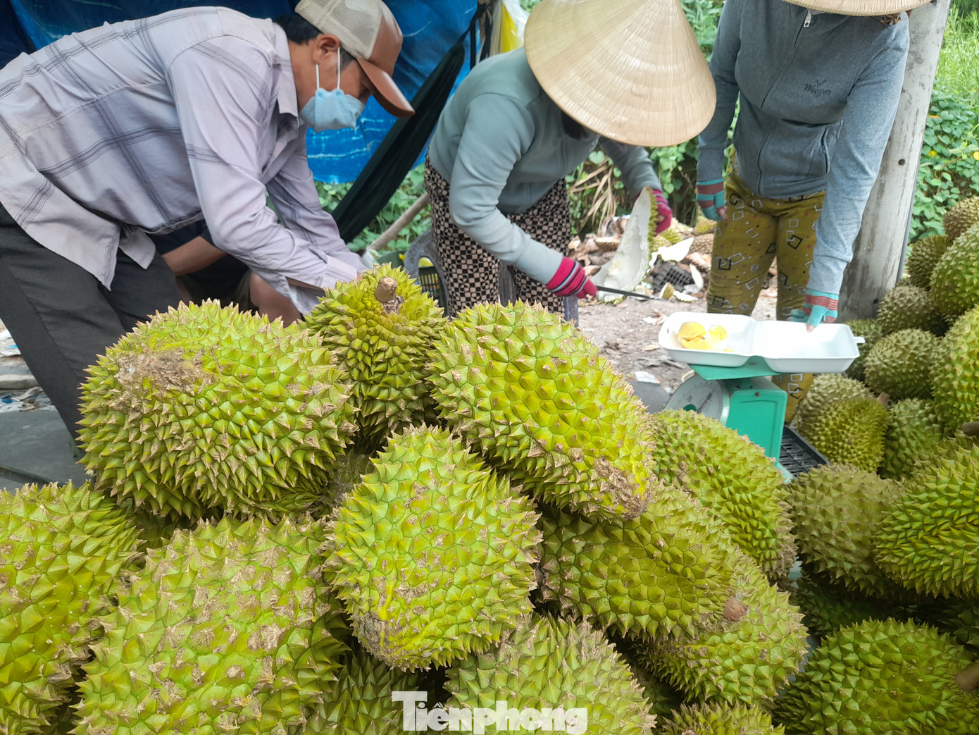 Mức giá hiện nay là thấp nhất trong nhiều tháng qua và thấp hơn từ 25.000-30.000 đồng/kg so với cùng kỳ năm ngoái.