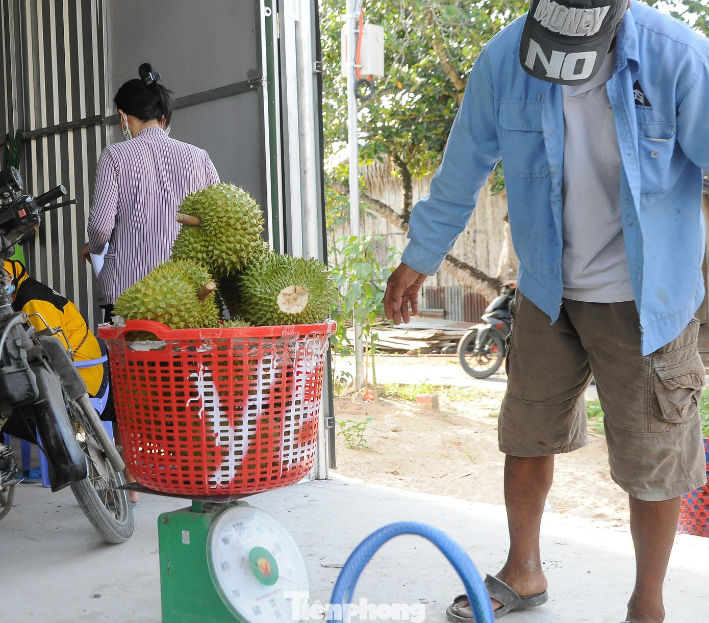 Bà Phan Thị Mỹ Linh (xã Nhơn Ái, huyện Phong Ðiền, TP Cần Thơ) cho biết, 10 công sầu riêng của gia đình năm nay cho sản lượng khoảng 15 tấn, tăng 5 tấn so với năm trước nhưng giá bán lại thấp, trừ đi các chi phí, bà thu lời khoảng 400 triệu đồng, thấp hơn khá nhiều so với năm trước.