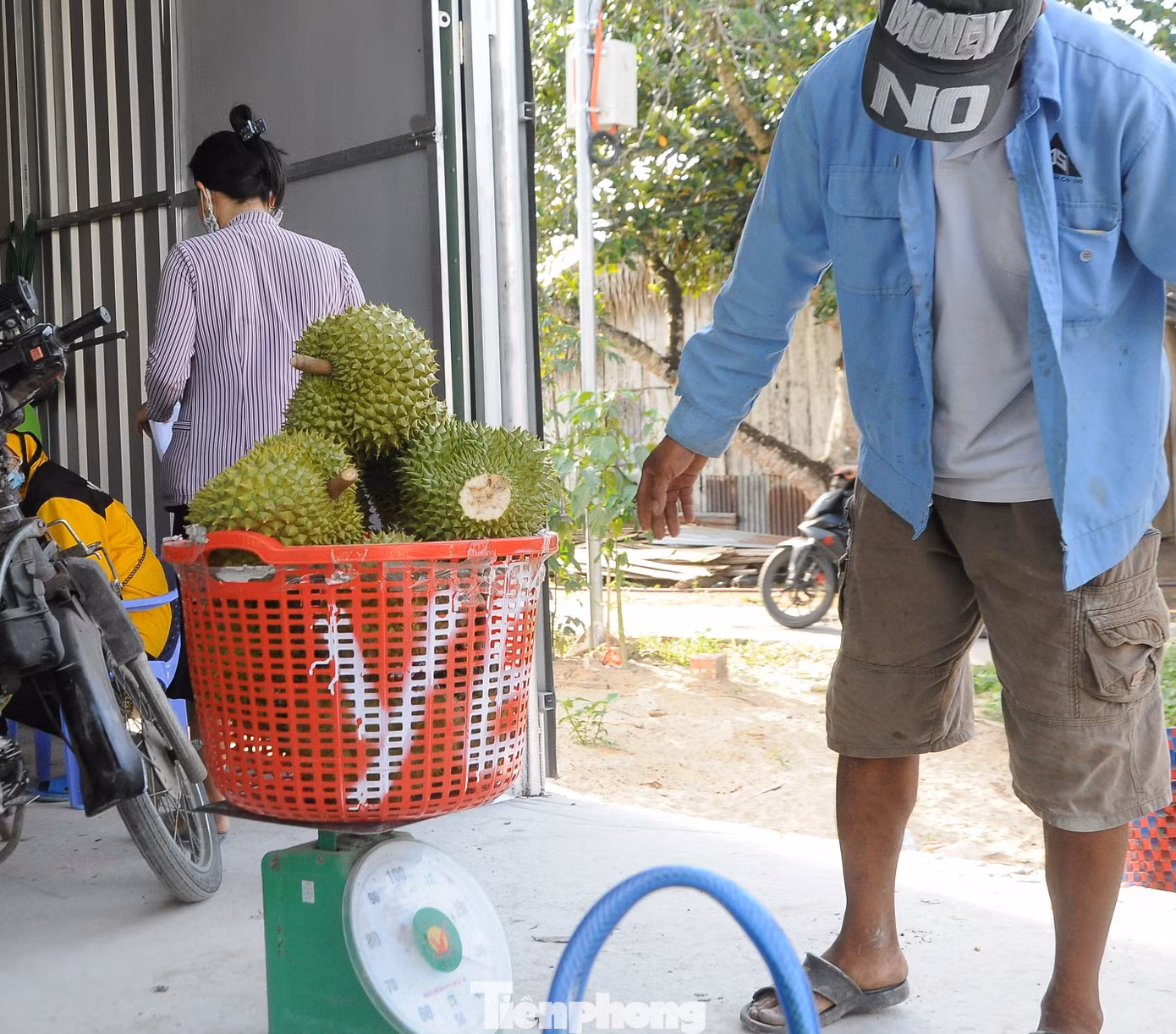 Bà Phan Thị Mỹ Linh (xã Nhơn Ái, huyện Phong Ðiền, TP Cần Thơ) cho biết, 10 công sầu riêng của gia đình năm nay cho sản lượng khoảng 15 tấn, tăng 5 tấn so với năm trước nhưng giá bán lại thấp, trừ đi các chi phí, bà thu lời khoảng 400 triệu đồng, thấp hơn khá nhiều so với năm trước.