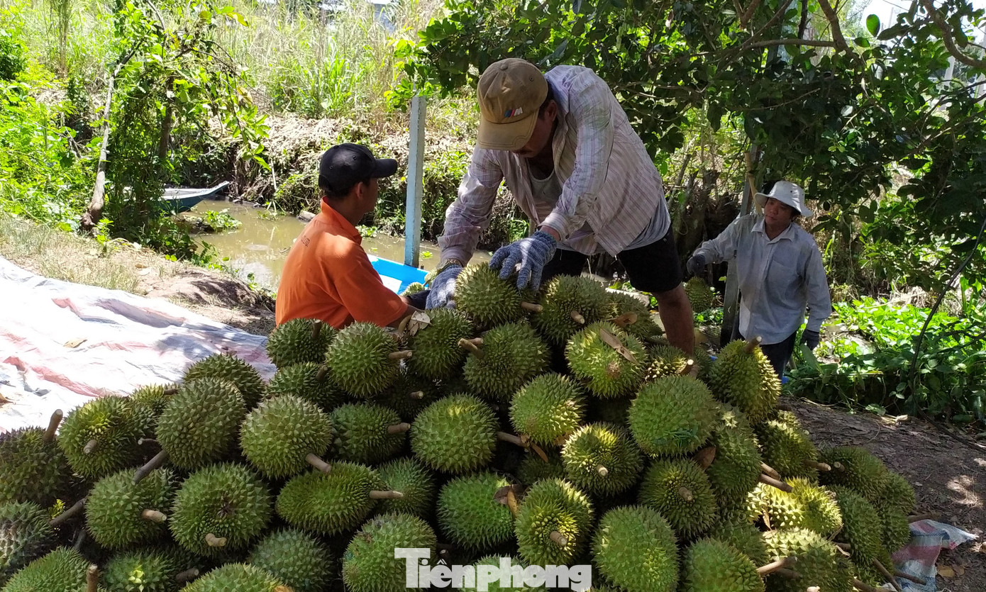 Những năm gần đây, diện tích trồng sầu riêng ở nhiều địa phương miền Tây không ngừng gia tăng. Riêng tại Cần Thơ, trong tổng 26.100ha cây ăn trái của thành phố đã có 6.991ha sầu riêng, trong đó, tập trung lớn nhất ở huyện Phong Ðiền với hơn 4.4600ha, được đánh giá cao về chất lượng.