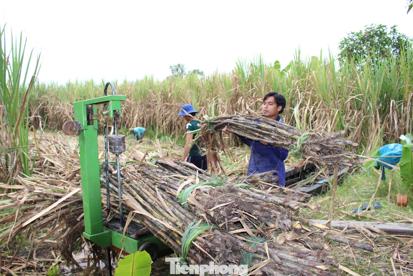 Thu hoạch mía ở huyện Phụng Hiệp, tỉnh Hậu Giang. Ảnh: CK.