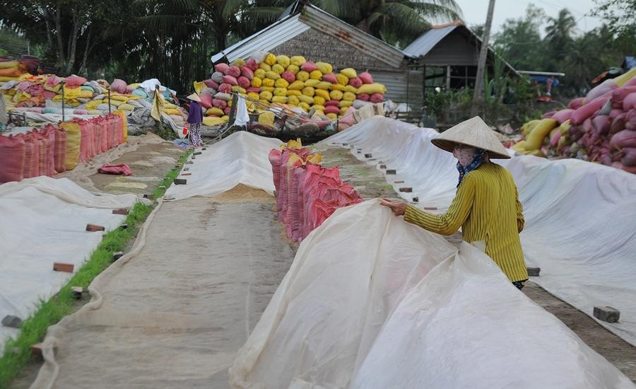 Nông dân ĐBSCL đang gặp 'khó chồng khó'. Ảnh: Cảnh Kỳ Nông dân ĐBSCL đang gặp 'khó chồng khó'. Ảnh: Cảnh Kỳ