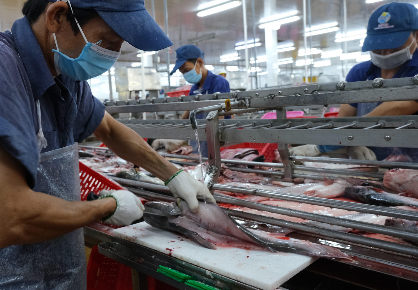 Chế biến cá tra xuất khẩu. Chế biến cá tra xuất khẩu.