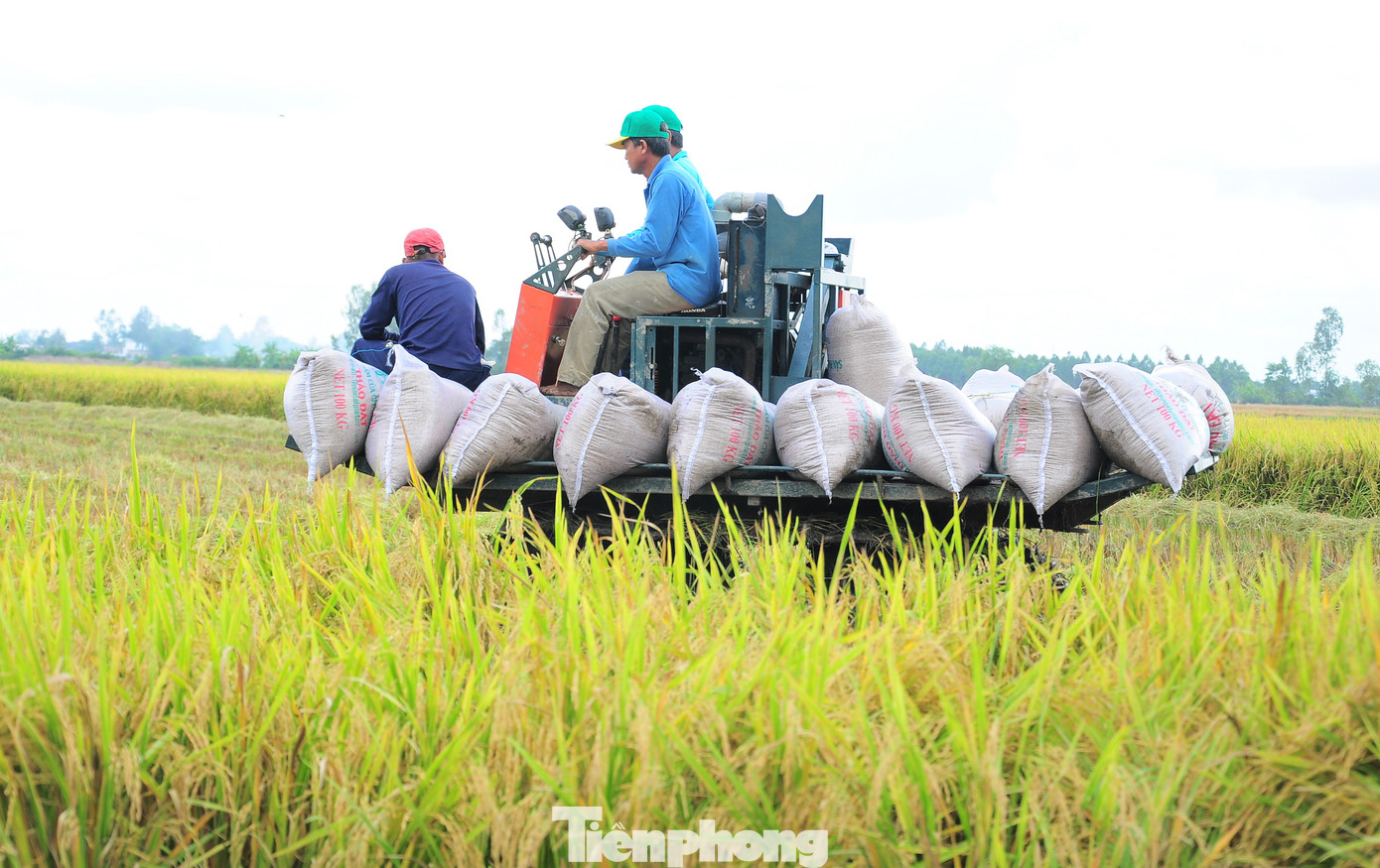 Việt Nam là quốc gia xuất khẩu gạo hàng đầu thế giới trong nhiều năm qua.