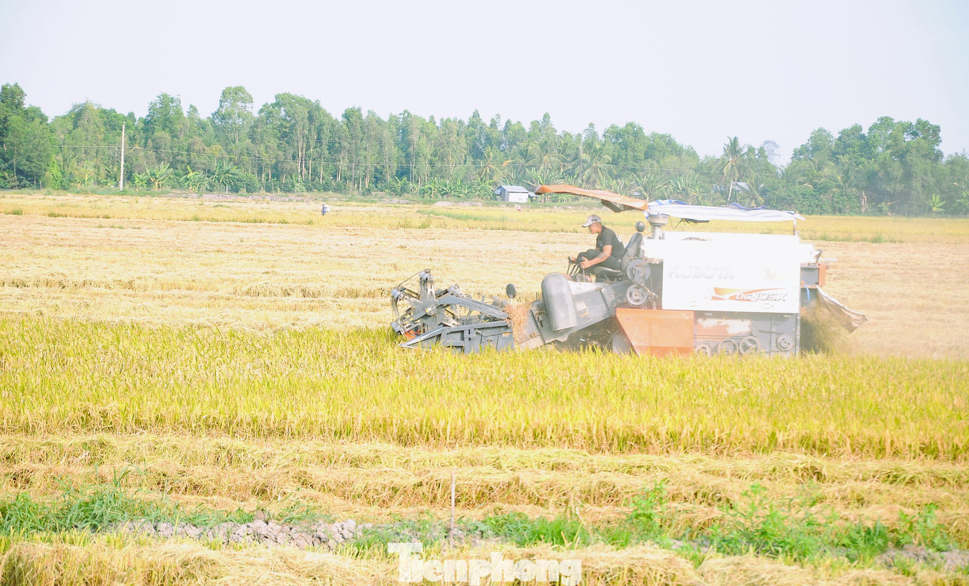 Thu hoạch lúa ở Hậu Giang. Ảnh: Cảnh Kỳ Thu hoạch lúa ở Hậu Giang. Ảnh: Cảnh Kỳ