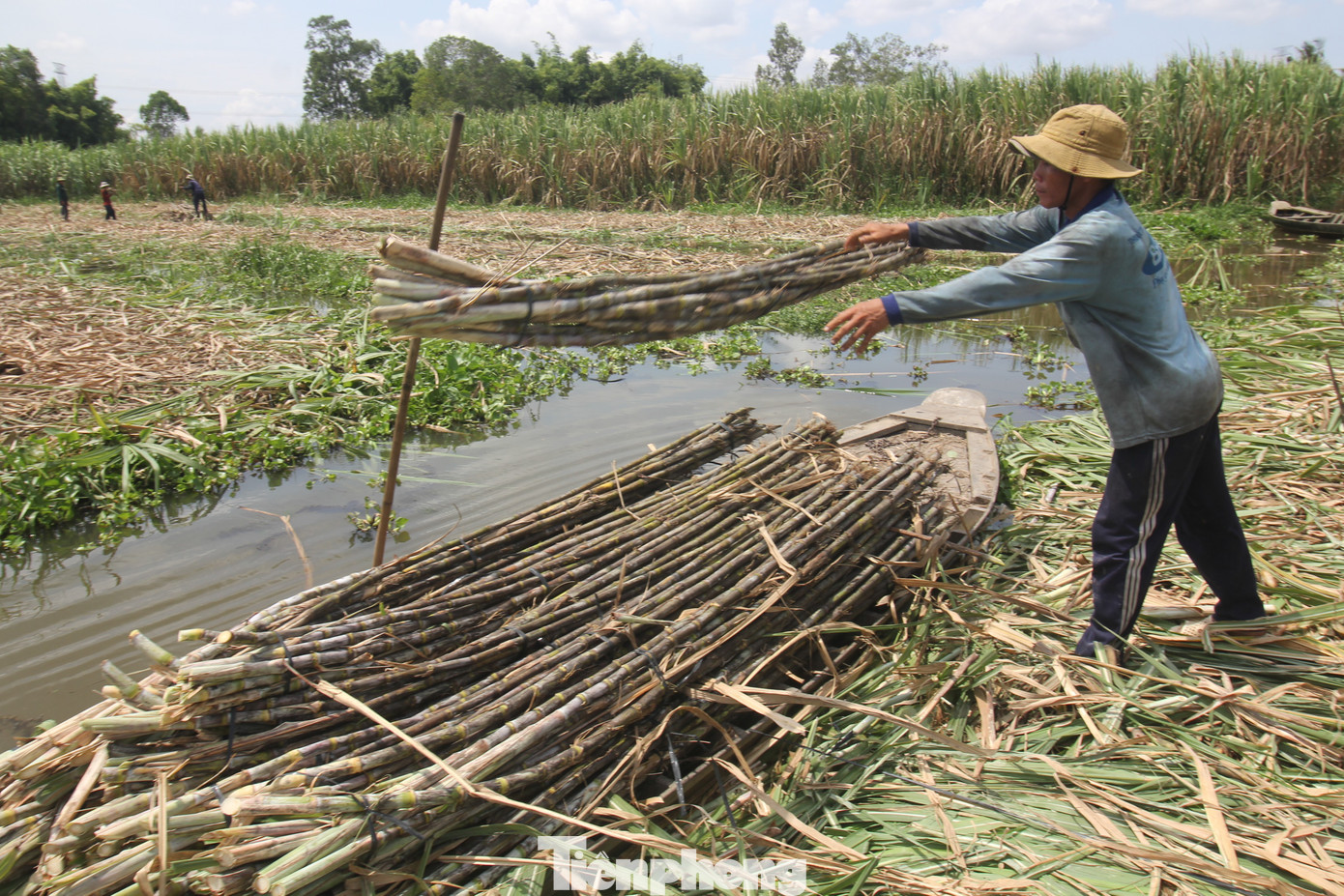 Diện tích mía của Hậu Giang ngày càng thu hẹp dần.