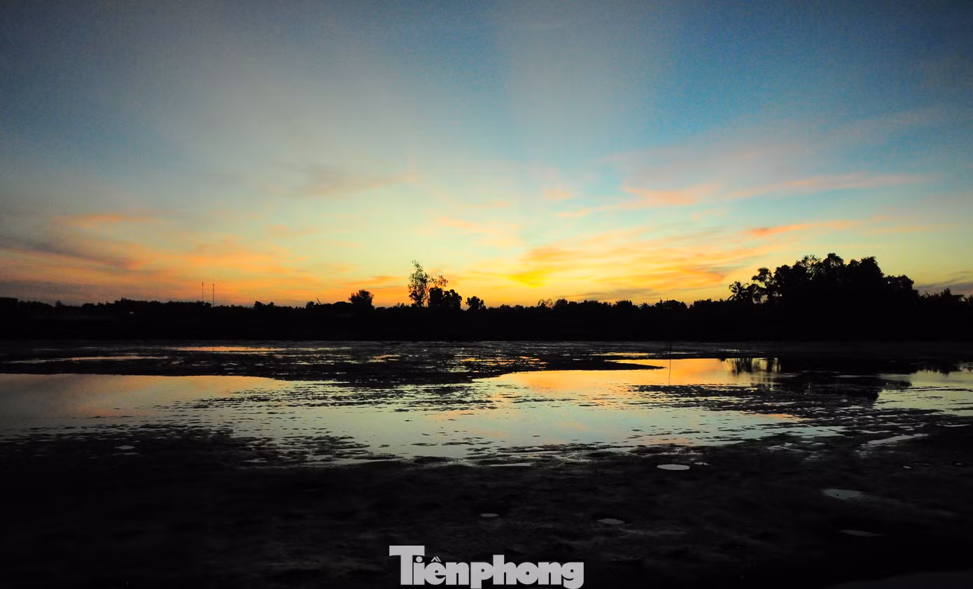 Những vuông tôm được rút cạn nước trong đêm để thu hoạch vào rạng sáng.