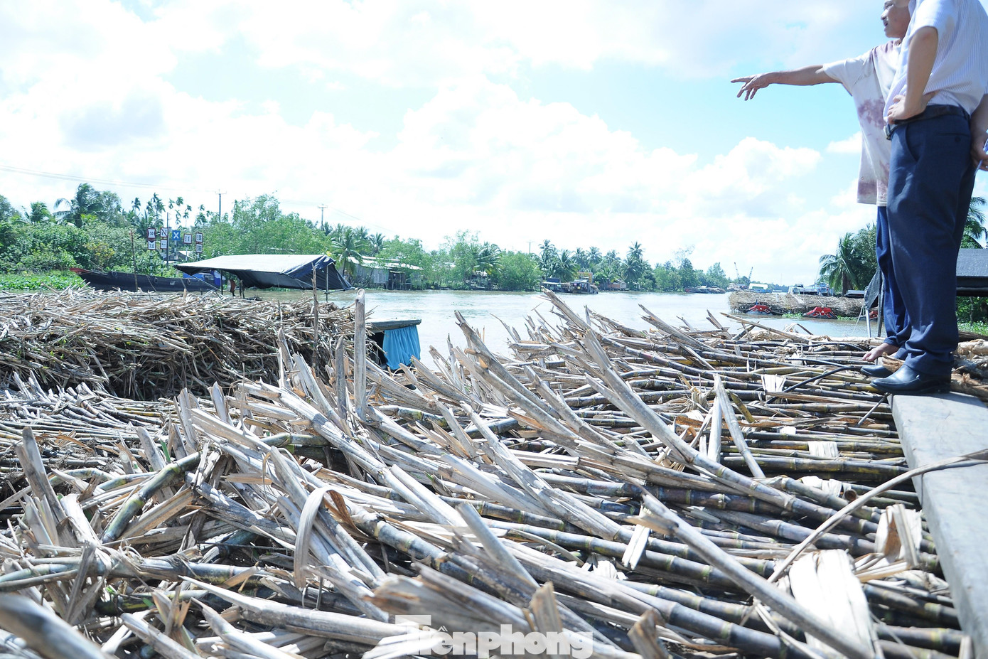 Mía đã có dấu hiệu khô vì phơi nắng nhiều ngày.