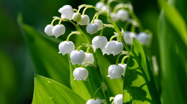 Những loại hoa có độc cần lưu ý khi bày dịp Tết ảnh 1