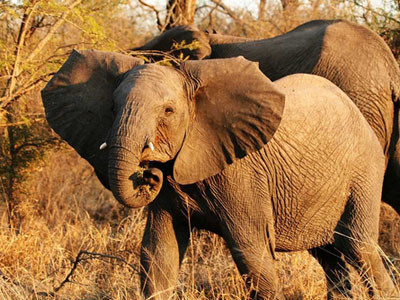 Voi Châu Phi được xem là loài vật trên cạn lớn nhất hành tinh. Ảnh: sciencebuzz. Voi Châu Phi được xem là loài vật trên cạn lớn nhất hành tinh. Ảnh: sciencebuzz