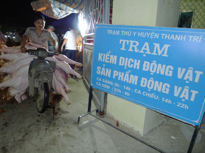 Vận chuyển lợn bằng xe máy không vỏ bọc vừa mất vệ sinh vừa vi phạm giao thông