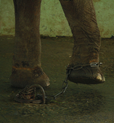 Chân bị xích bằng xích sắt dưới sàn