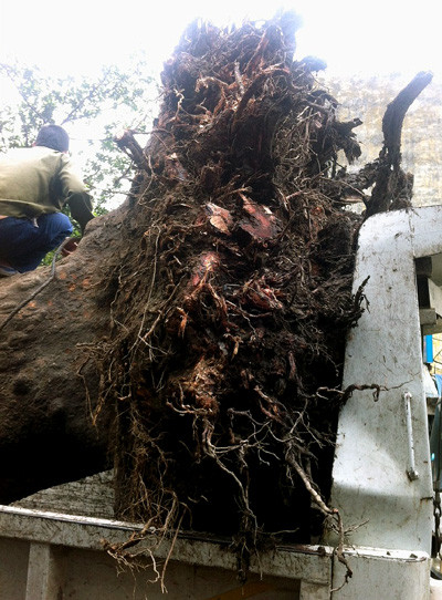 Hà Nội: Xà cừ cổ thụ bật gốc, một nữ sinh bị thương ảnh 3