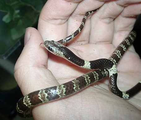 Hàng không Thái Lan xin lỗi du khách vì có rắn trên xe đẩy hành lý ảnh 2