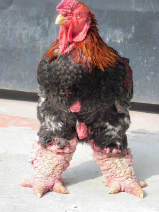 Gần Tết gà 'tiến vua' bạc triệu vẫn cháy hàng ảnh 1