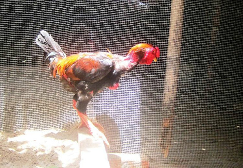 Gần Tết gà 'tiến vua' bạc triệu vẫn cháy hàng ảnh 2