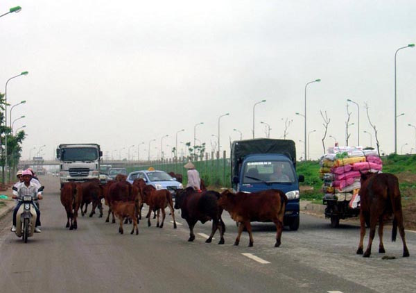 Trâu bò ngênh ngang trên đại lộ Thăng Long