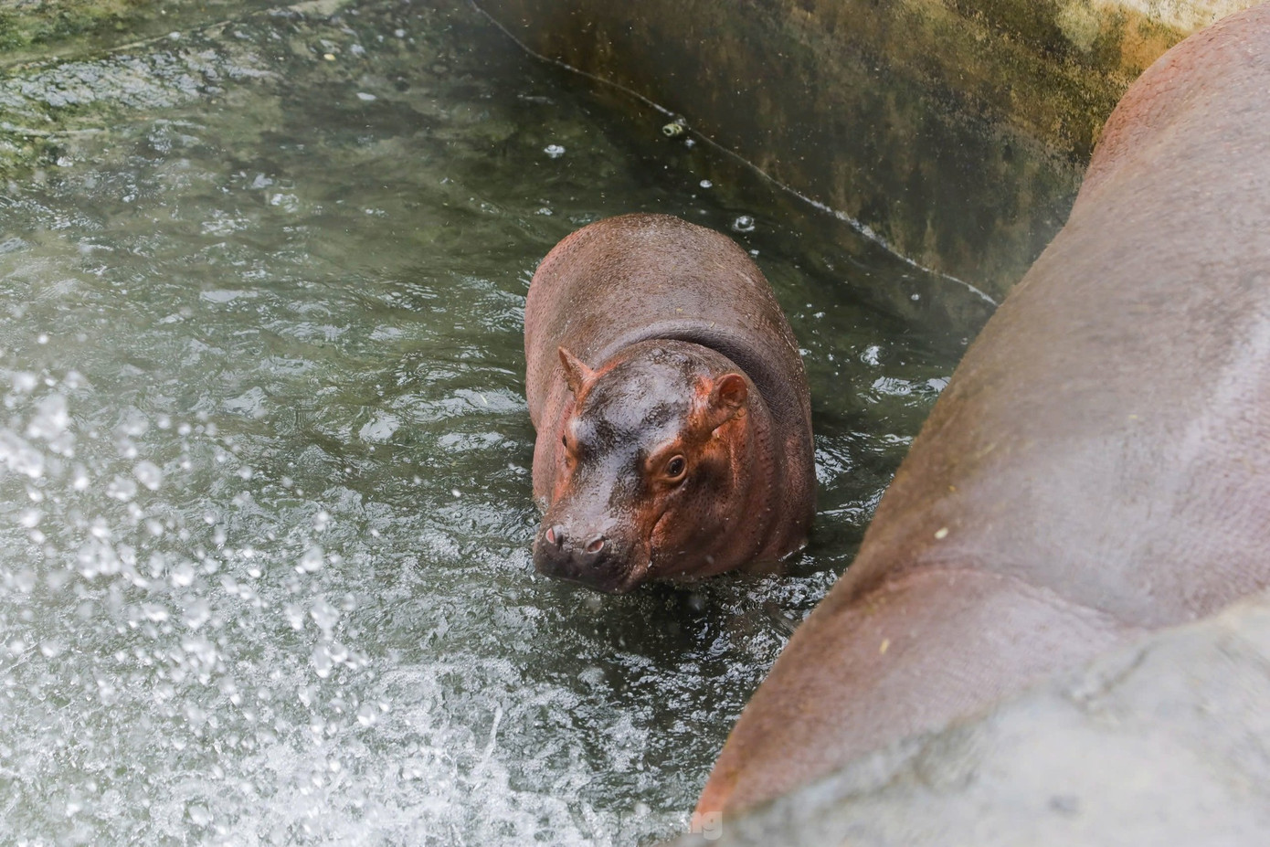 Từ ngày 21/1, bé hà mã chính thức được đặt tên: Mã Nam sau một cuộc thi đặt tên do công viên tổ chức. Thống kê của công viên Thủ lệ, 2 ngày đầu tiên của năm mới đã có hơn 6.500 lượt khách đến với công viên. Từ ngày 21/1, bé hà mã chính thức được đặt tên: Mã Nam sau một cuộc thi đặt tên do công viên tổ chức. Thống kê của công viên Thủ lệ, 2 ngày đầu tiên của năm mới đã có hơn 6.500 lượt khách đến với công viên.