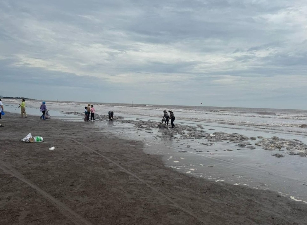 Hàng trăm tấn sứa dạt vào bờ biển Thịnh Long sau gió mùa bất thường, người dân đổ xô vớt bán.