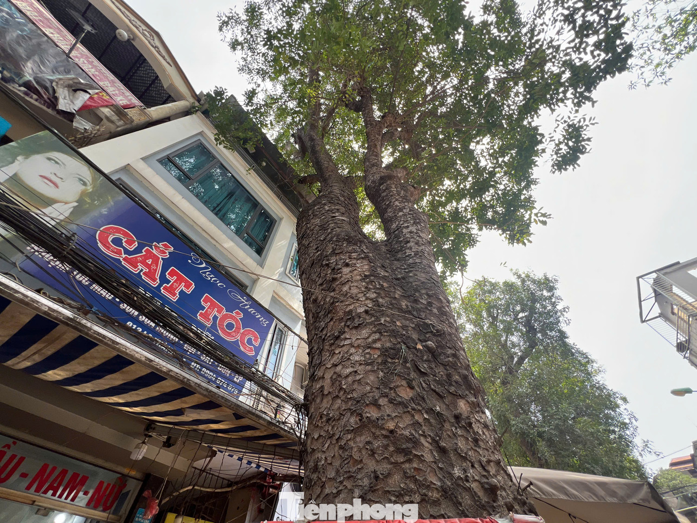 Toàn bộ các cây xanh này sẽ được dịch chuyển về trồng cố định và chăm sóc tại ô đất số 9 thuộc nút giao Vĩnh Ngọc, huyện Đông Anh, chăm sóc 12 tháng trước khi bàn giao lại cho thành phố quản lý.