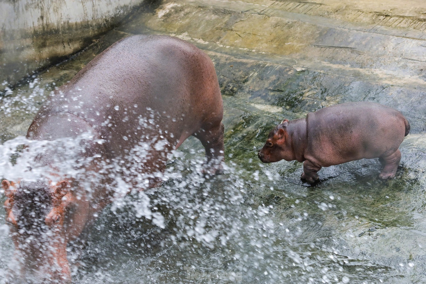 Từ ngày 21/1, bé hà mã chính thức được đặt tên: Mã Nam sau một cuộc thi đặt tên do công viên tổ chức. Thống kê của công viên Thủ lệ, 2 ngày đầu tiên của năm mới đã có hơn 6.500 lượt khách đến với công viên. Từ ngày 21/1, bé hà mã chính thức được đặt tên: Mã Nam sau một cuộc thi đặt tên do công viên tổ chức. Thống kê của công viên Thủ lệ, 2 ngày đầu tiên của năm mới đã có hơn 6.500 lượt khách đến với công viên.