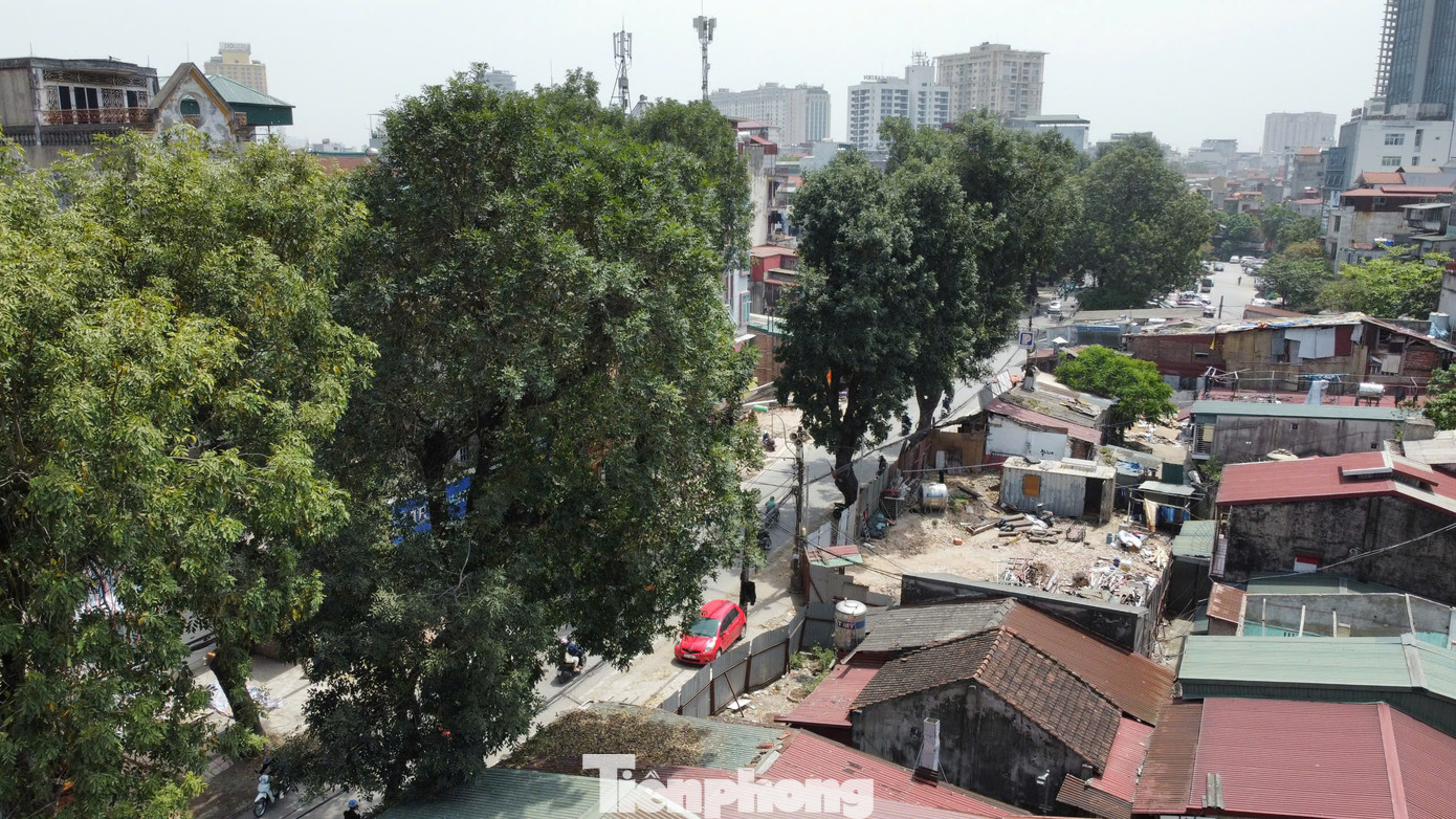 Ông Nguyễn Thạch Hưng (phường Ngọc Khánh, quận Ba Đình) cho biết, những cây xà cừ trên Đê La Thành đều là những cây có tuổi đời lên đến hơn 50 năm. "Từ khi tôi còn bé những cây xà cừ trên phố đều đã rất cao và tỏa bóng mát. Những cây xà cừ, sao đen ở đây không chỉ tạo cảnh quan, bóng mát mà còn là kỷ niệm với cả một thế hệ trên phố", ông Hưng nói.