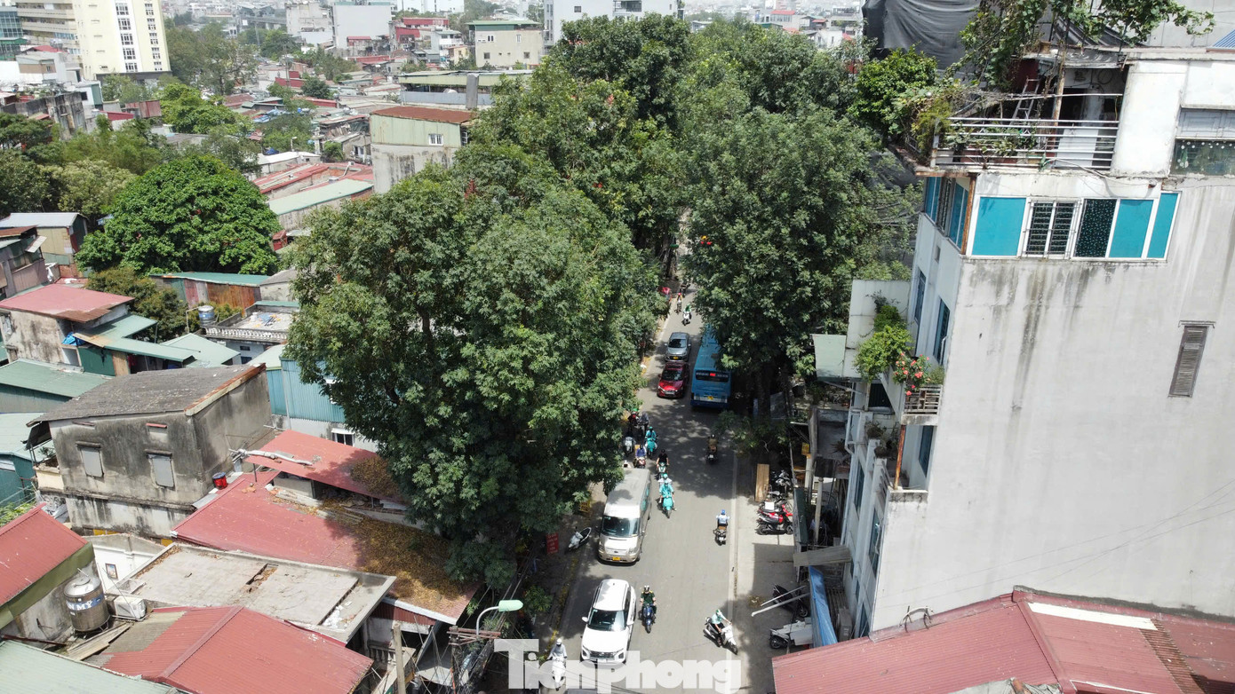 Đối với công tác thu hồi gỗ, củi từ cây chặt hạ, BQLDA sẽ tập kết, bảo quản tại kho của đơn vị nhà thầu và tổ chức thanh lý gỗ, củi để nộp tiền vào ngân sách nhà nước theo quy định hiện hành và hướng dẫn của Sở Tài chính.