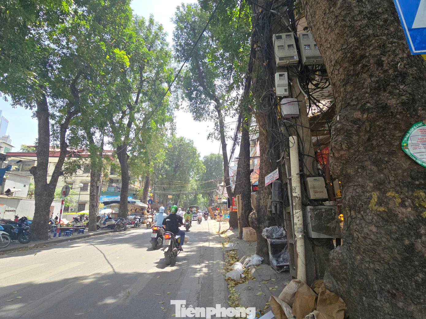 Ban Quản lý dự án đầu tư xây dựng công trình dân dụng thành phố Hà Nội cho biết, số lượng cây xanh di chuyển, chặt hạ nhiều nhất là cây xà cừ với tổng số 132 cây, còn lại là các loại cây như lát hoa, lộc vừng, sao đen, sấu...