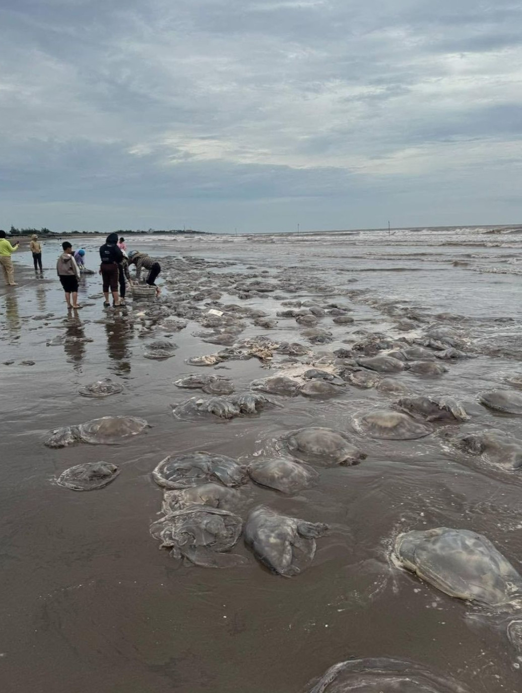 Số lượng sứa biển dạt vào bờ rất nhiều, người dân hồ hởi thu hoạch 'lộc biển'