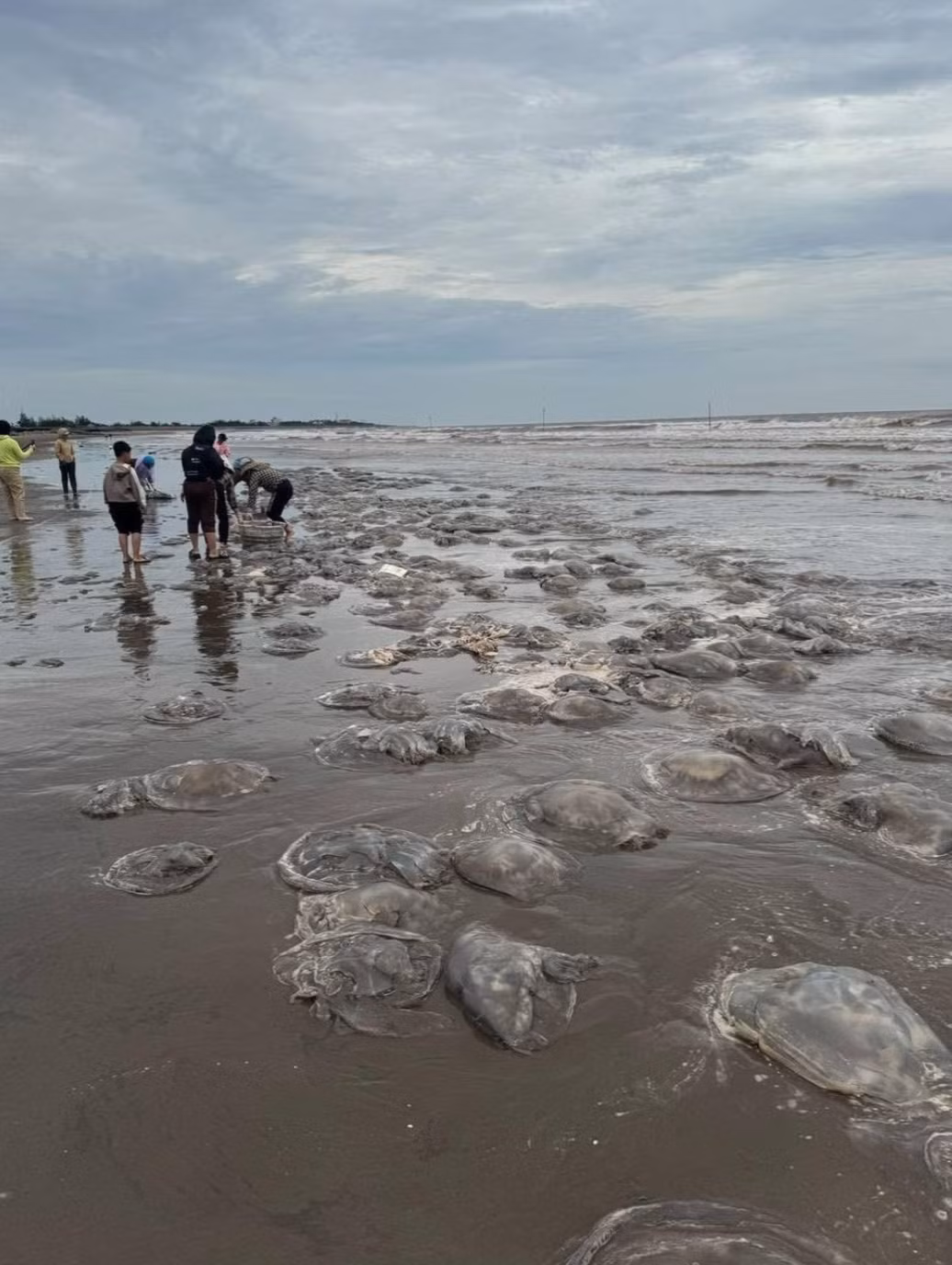 Số lượng sứa biển dạt vào bờ rất nhiều, người dân hồ hởi thu hoạch 'lộc biển'