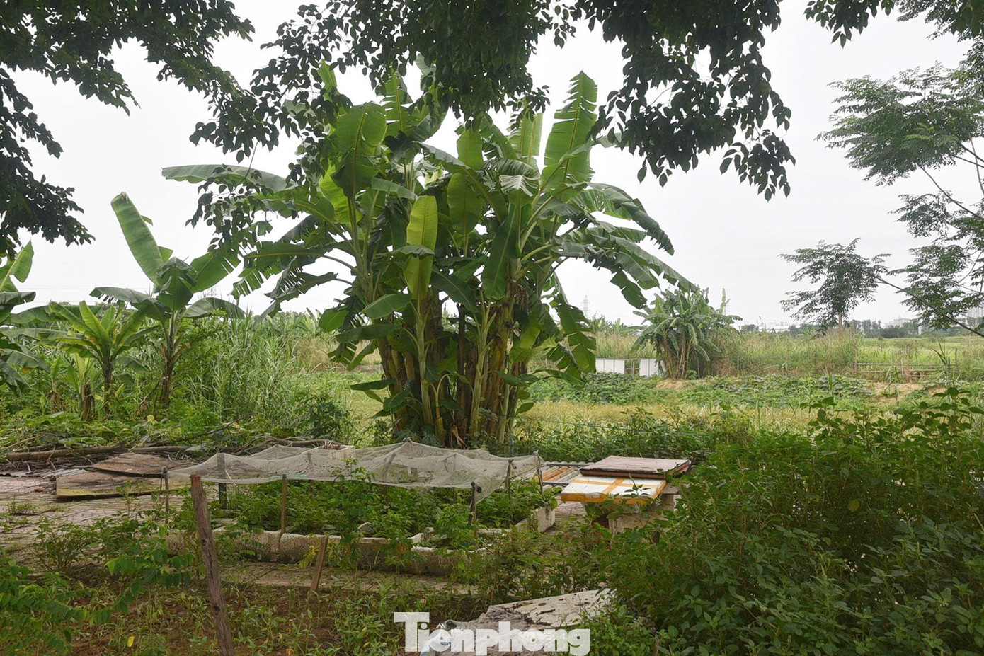 Bên trong dự án, người dân tận dụng để trồng rau. Bên trong dự án, người dân tận dụng để trồng rau.